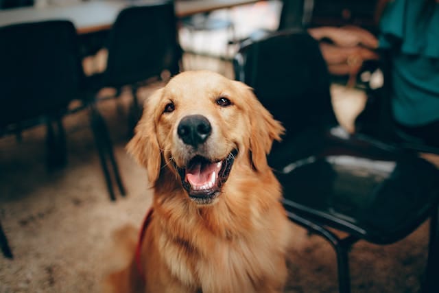Acompañamiento al duelo con perros de terapia: el poder sanador del vínculo humano-animal