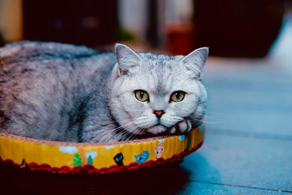 ¿Cómo viven el duelo los perros y gatos?